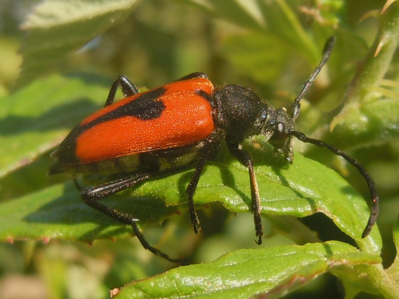 Cerambycidae gallurese...: Stictoleptura cordygera